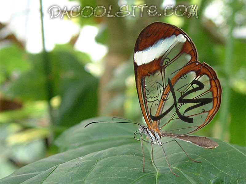 Muhammad Name On Butterfly