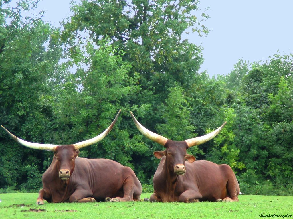 Buffalo Wallpaper Image And Animals Pictures