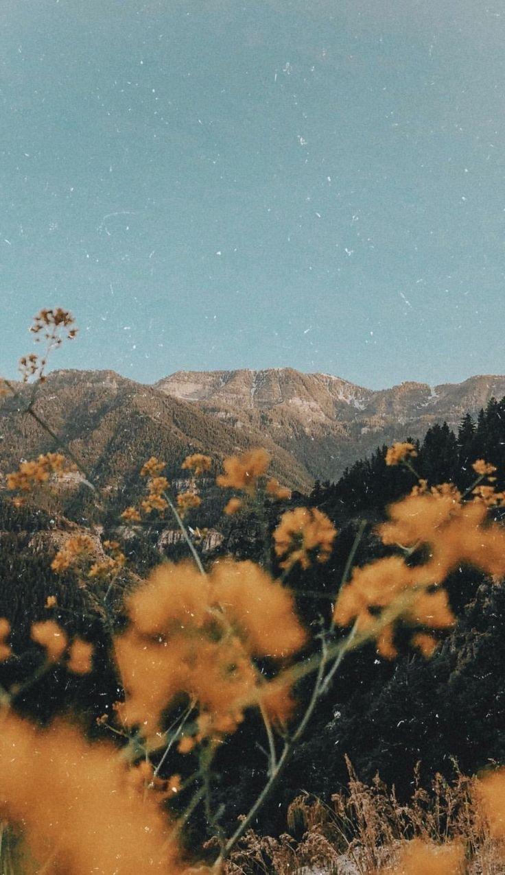 Aesthetic Landscape And Flower Wallpaper Download MobCup