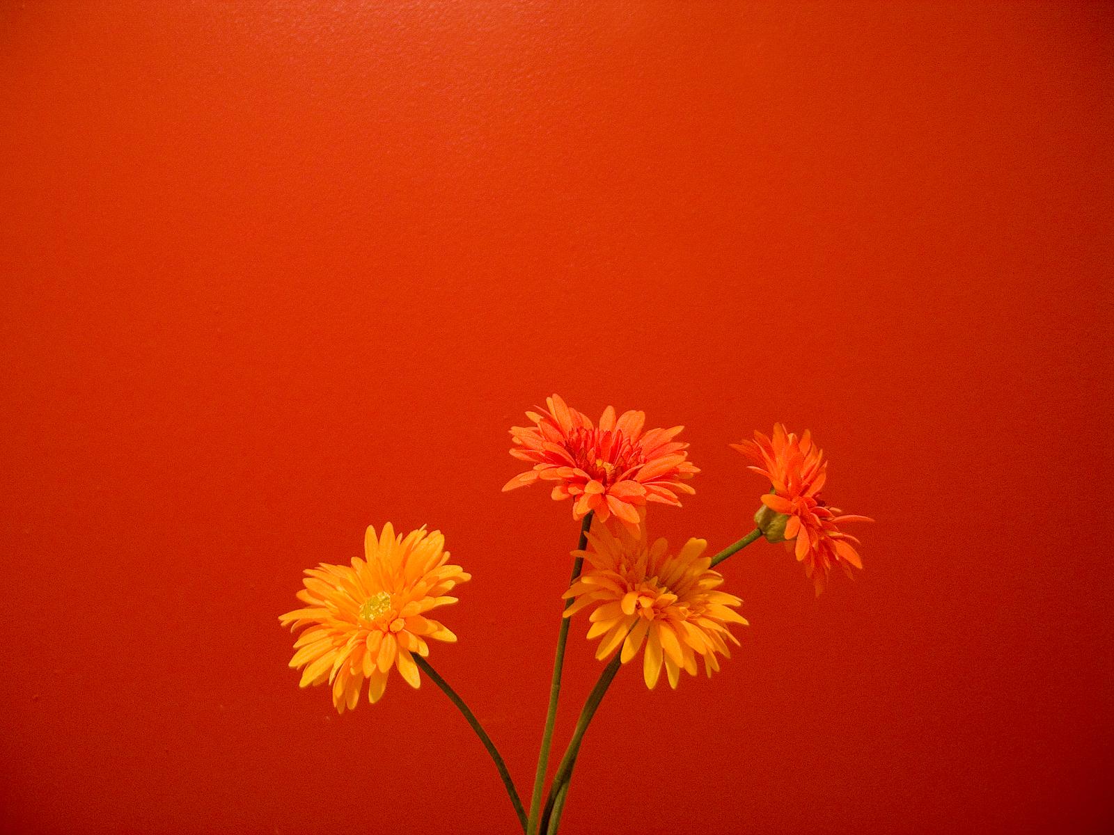 Orange Flowers Wallpaper HD