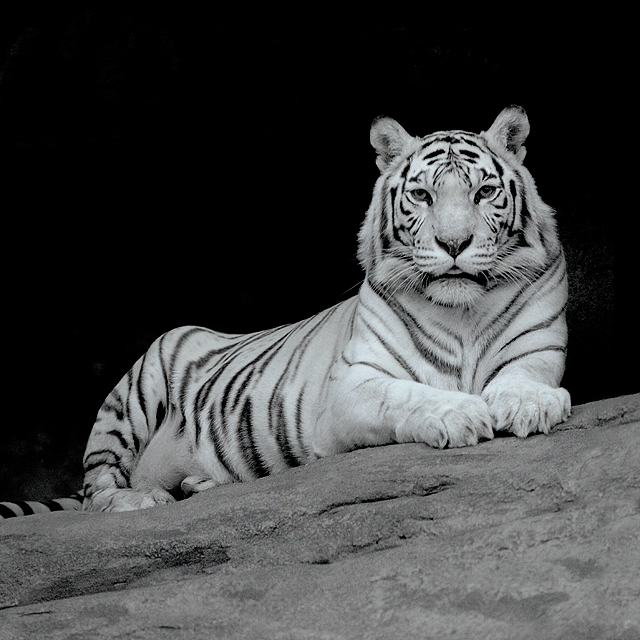 White tiger tiger black and white 640x640