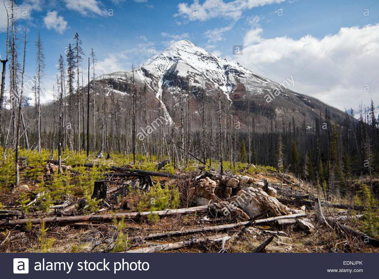 Burned Forest With Vermillion Peak In Background Kootenay
