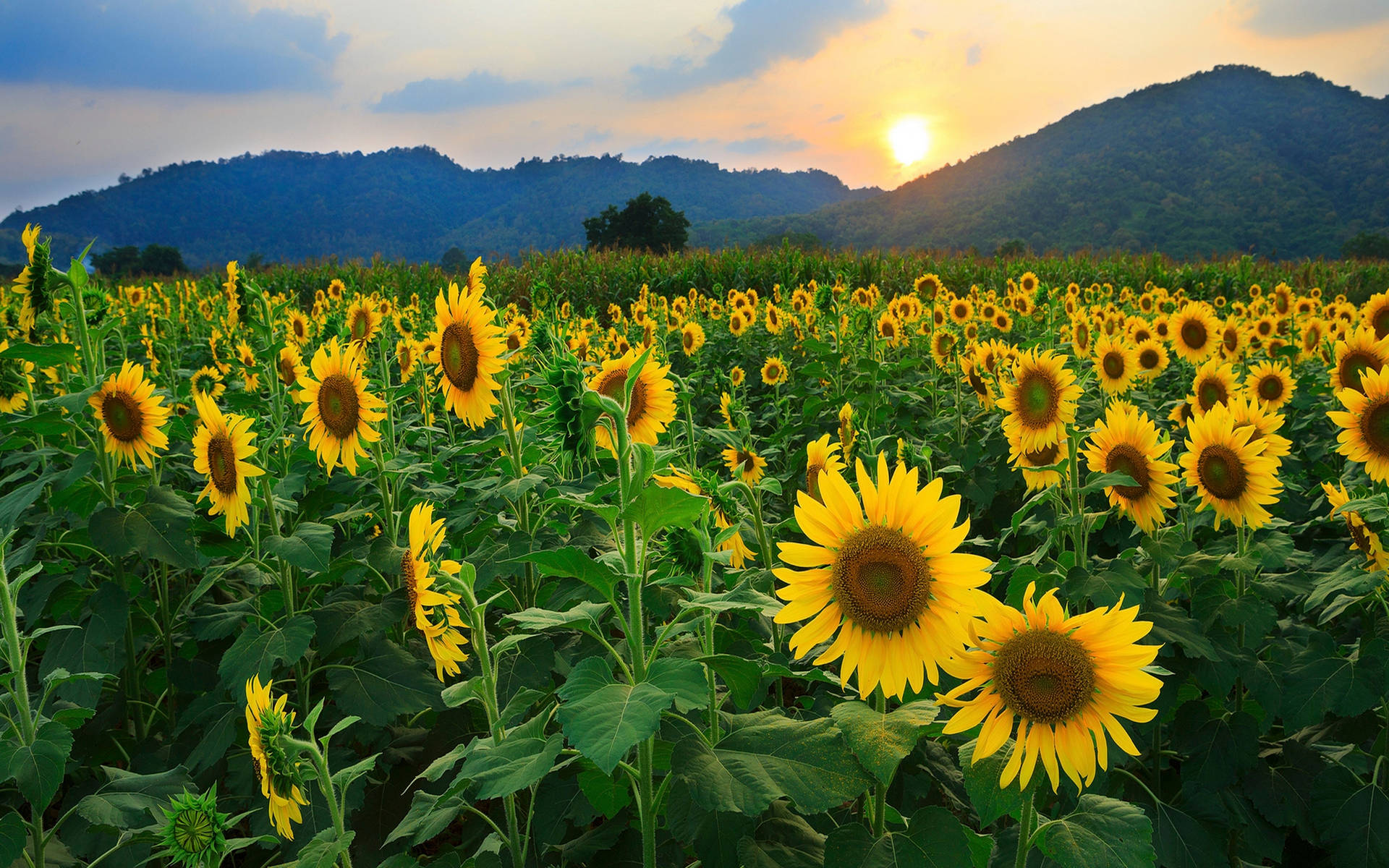 Sunflower Field Wallpaper