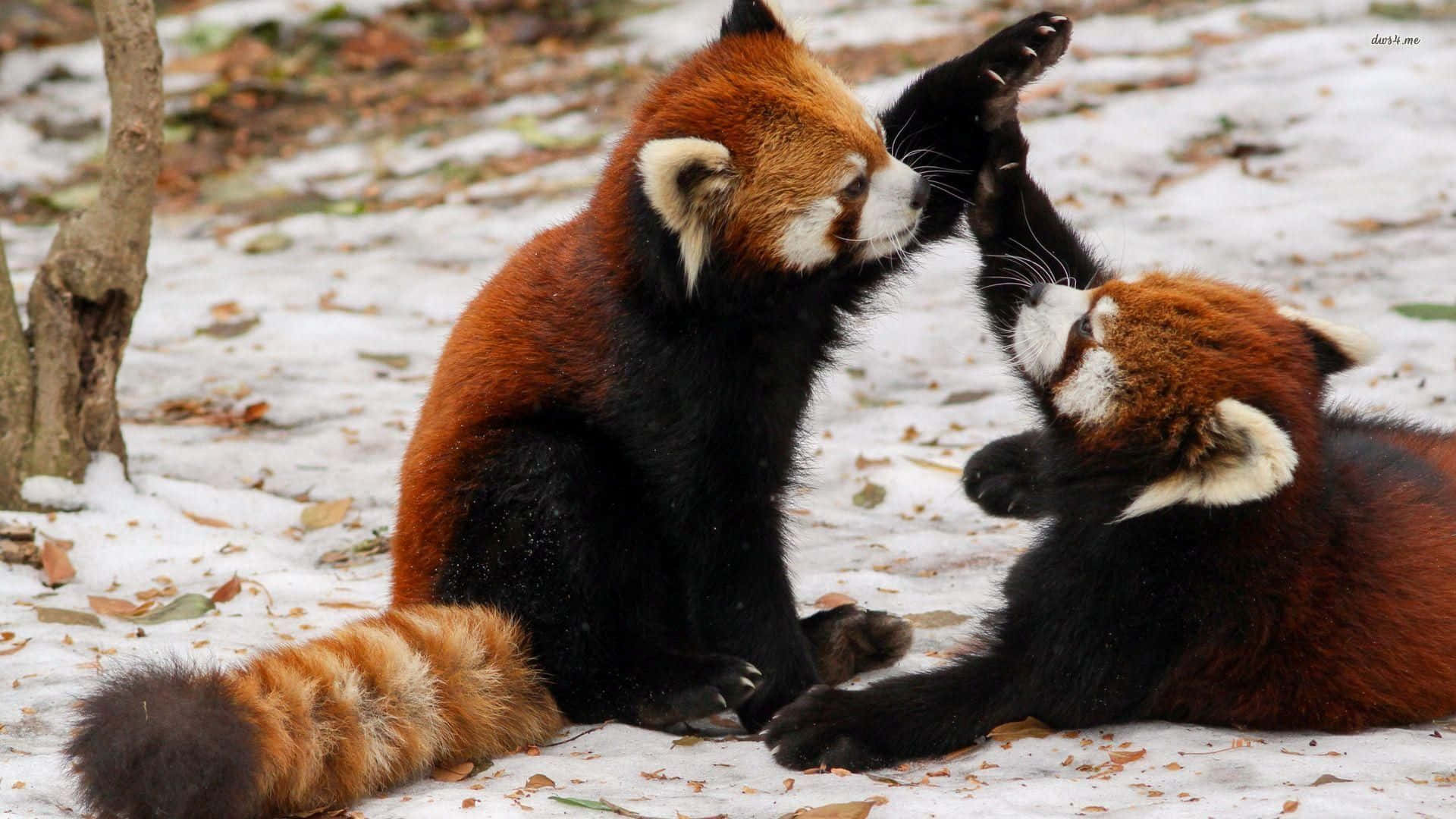Cute Red Panda Wallpaper