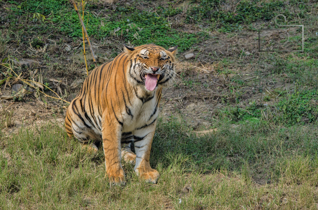 Royal Bengal Tiger By Somnath