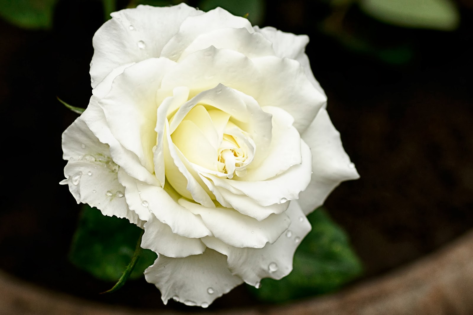 🔥 Download White Rose Flower Wallpaper Pure By Tracidudley White