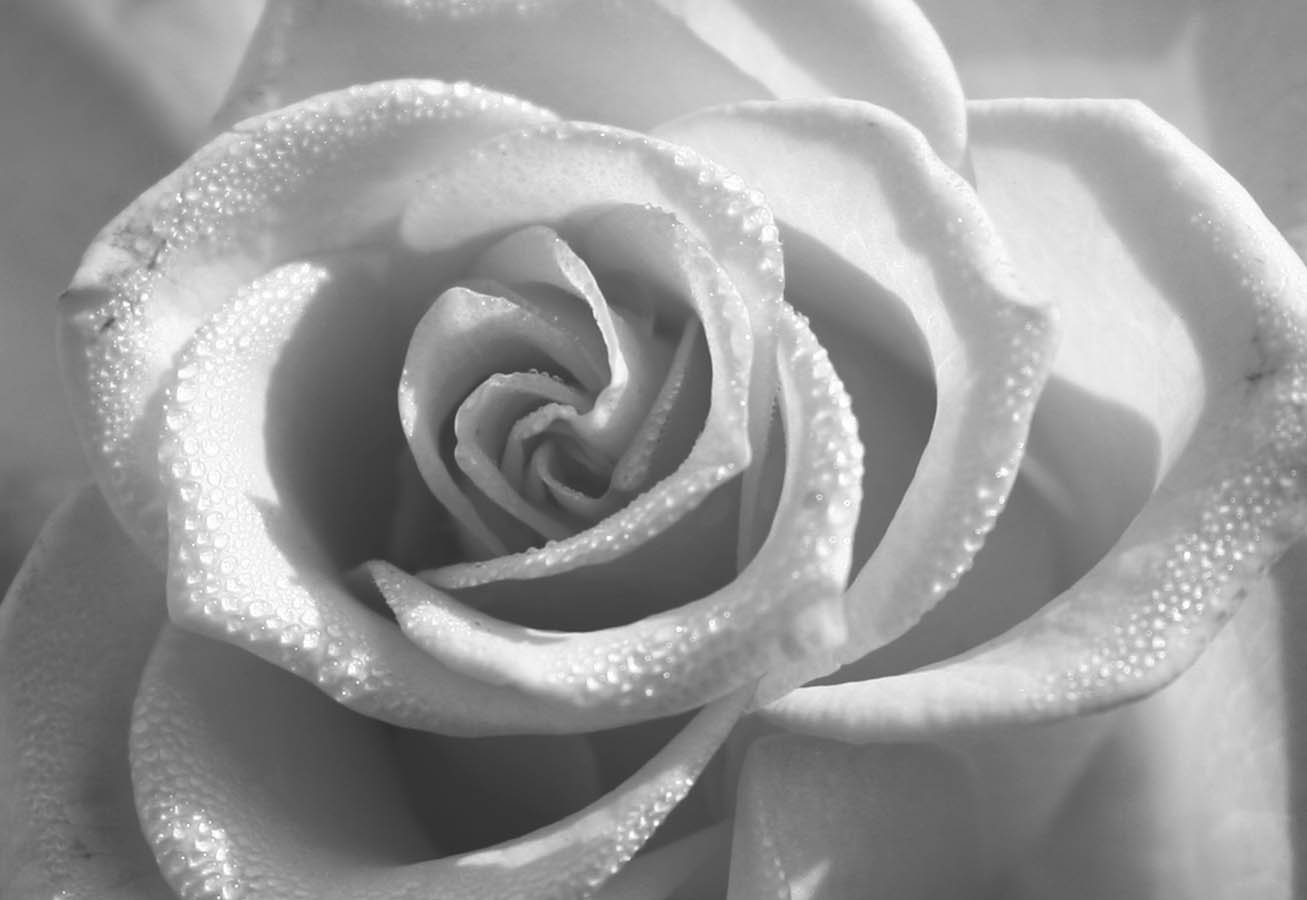 Black And White Rose Zellox