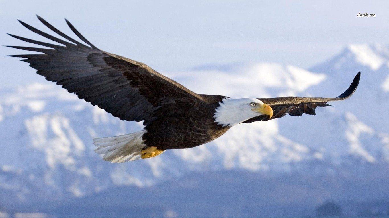 Free Eagle Wallpapers and Backgrounds  Eagle wallpaper Eagle animals  Eagles
