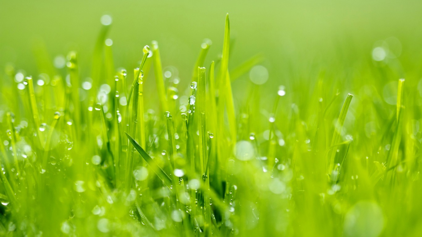 Morning Dew On Grass Widescreen And Full HD Wallpaper