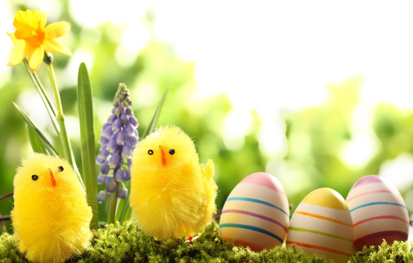 Wallpaper Grass Flowers Nature Holiday Chickens Eggs Spring