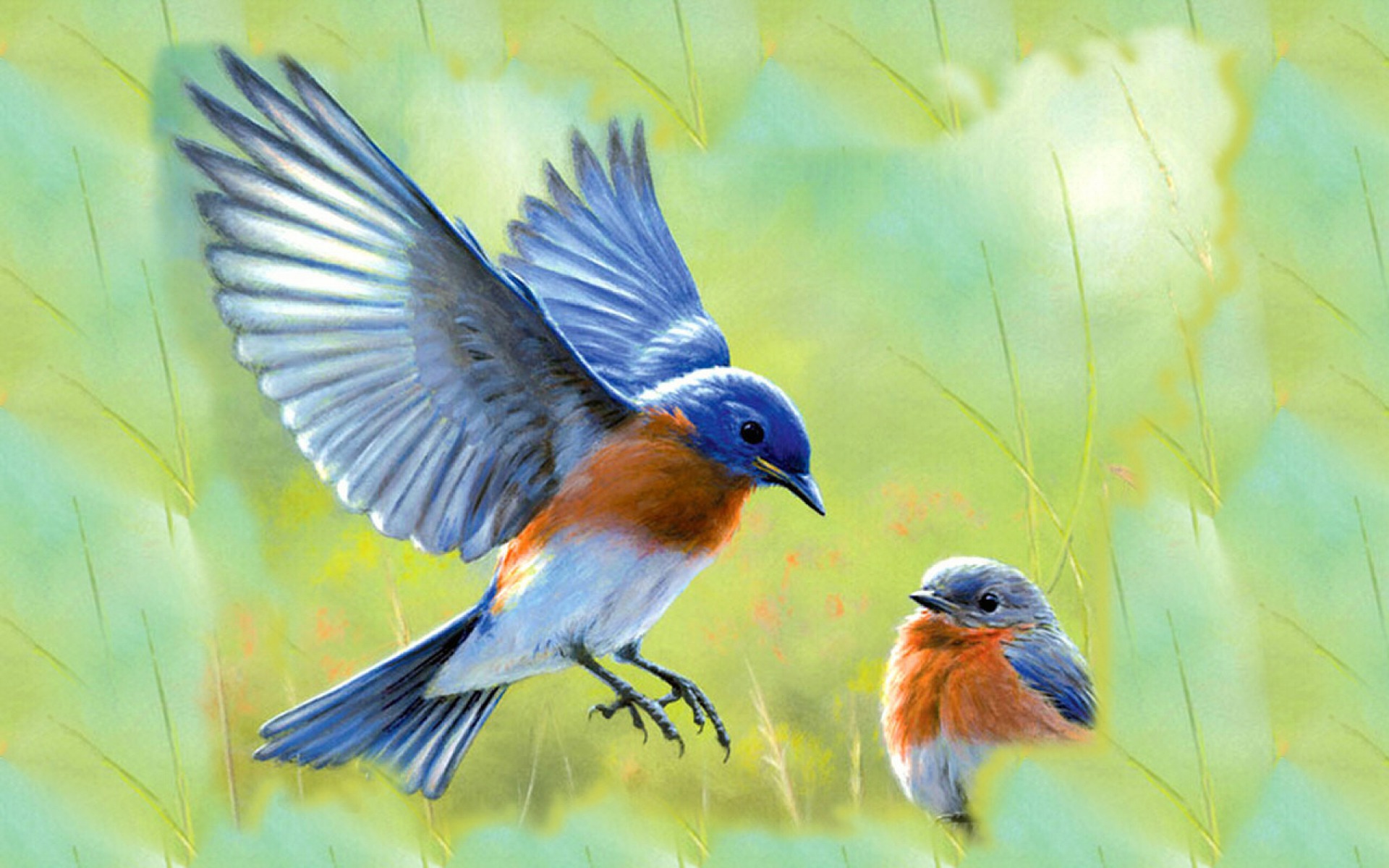 Free download Eastern Bluebird HD Wallpapers Backgrounds 1920x1200
