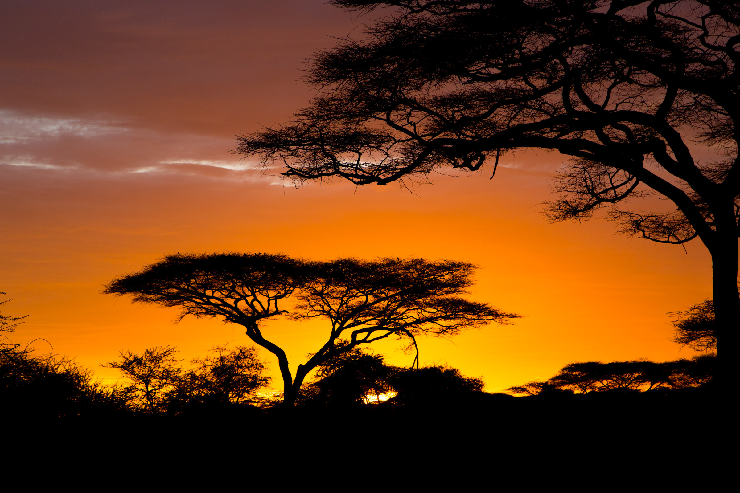 African Safari Wallpaper