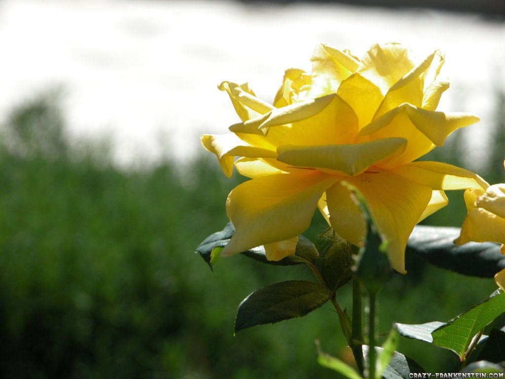 More Image Yellow Rose Flowers Wallpaper Jpg