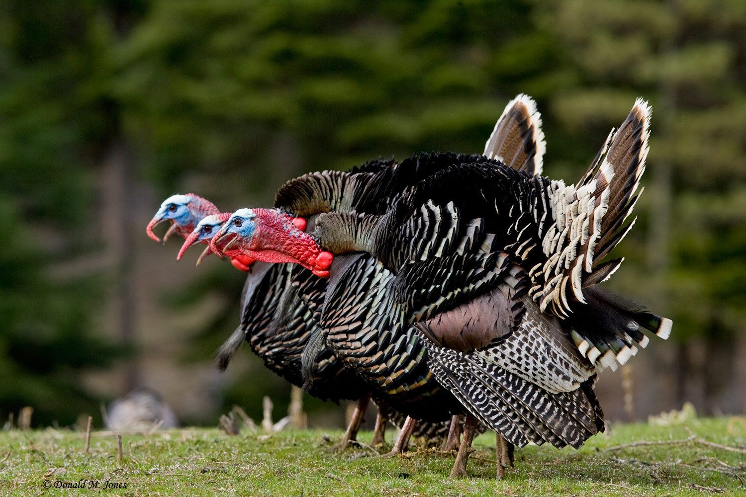 Wild Turkey Desktop Wallpaper Top