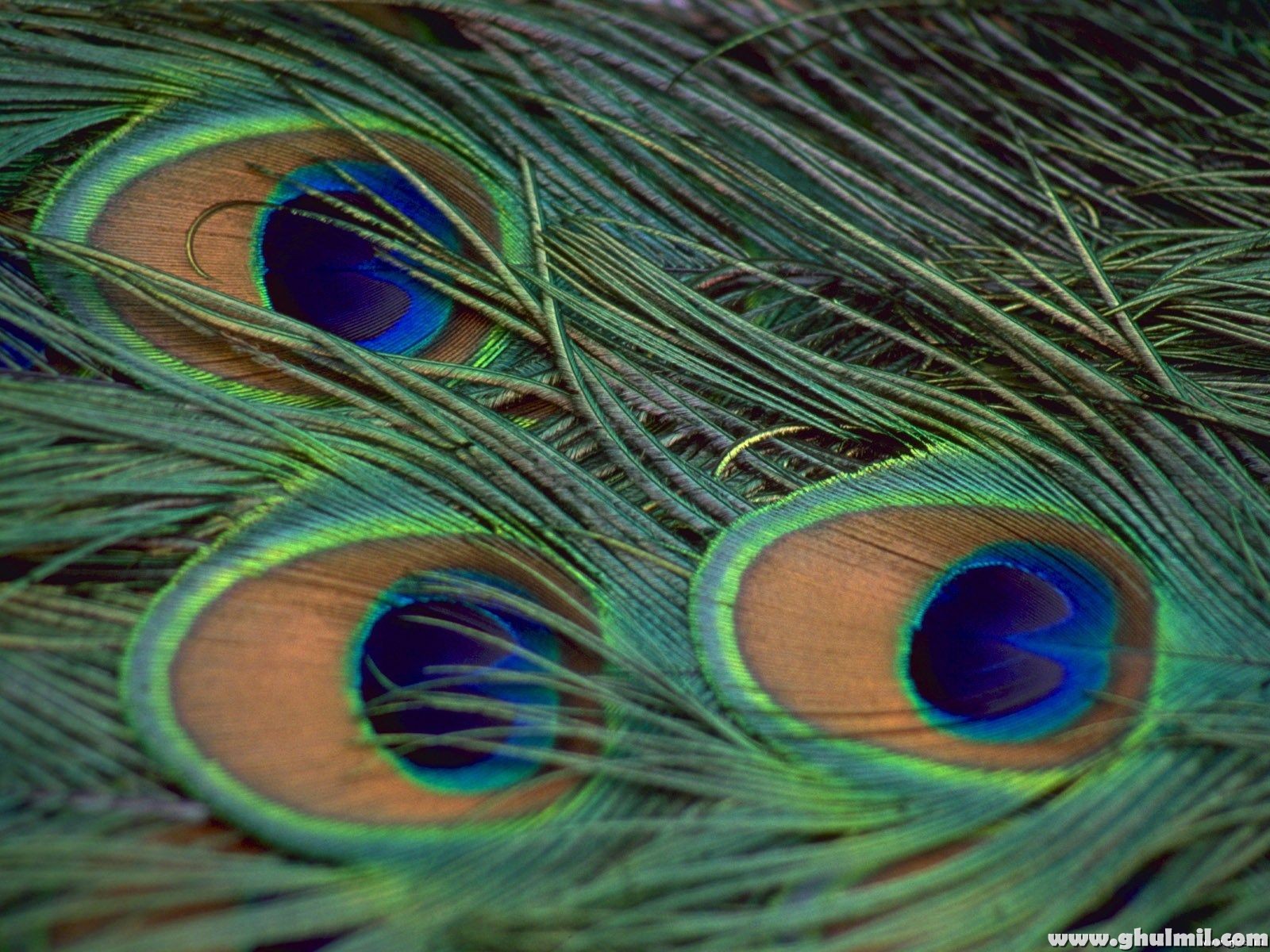 High Resolution HD Peacock Wings Wallpaper For Puters Background