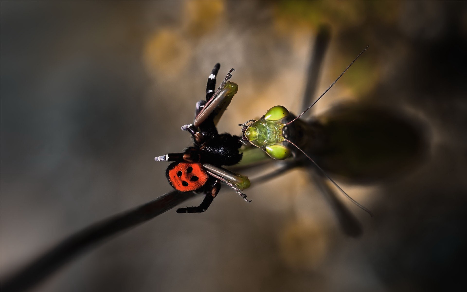 Insects Wallpaper