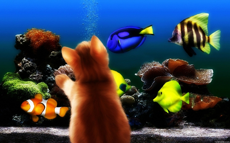 Fish Aquarium Kittens Wallpaper Animals HD Desktop