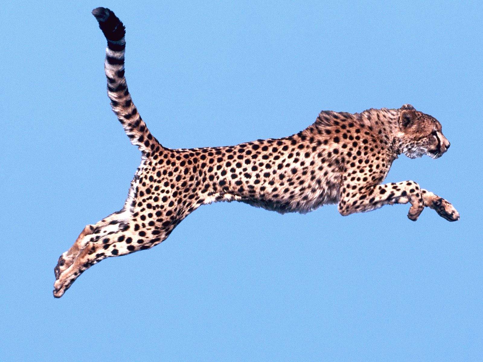 Black and White Wallpapers Air Time Cheetah Wallpaper