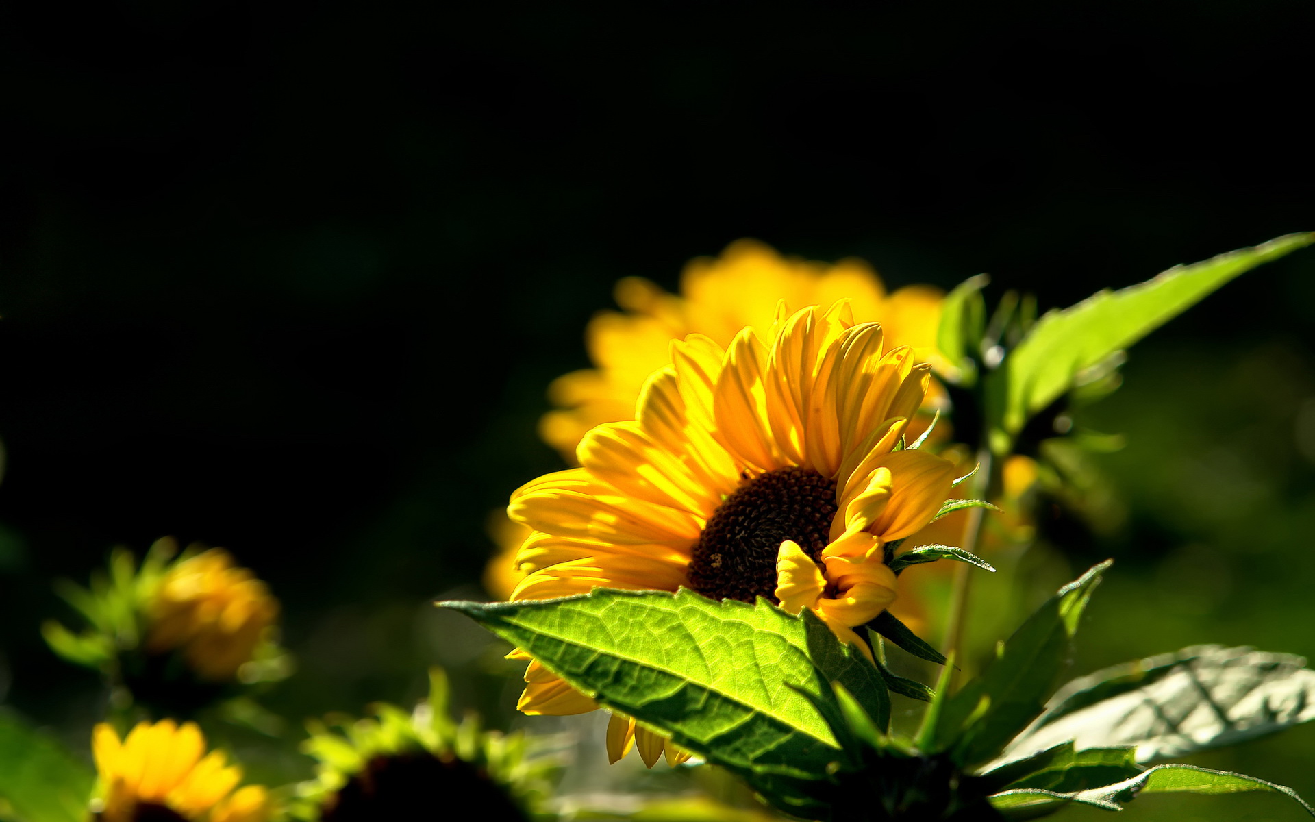 Sunflower Wallpaper Desktop Background Beautiful Image