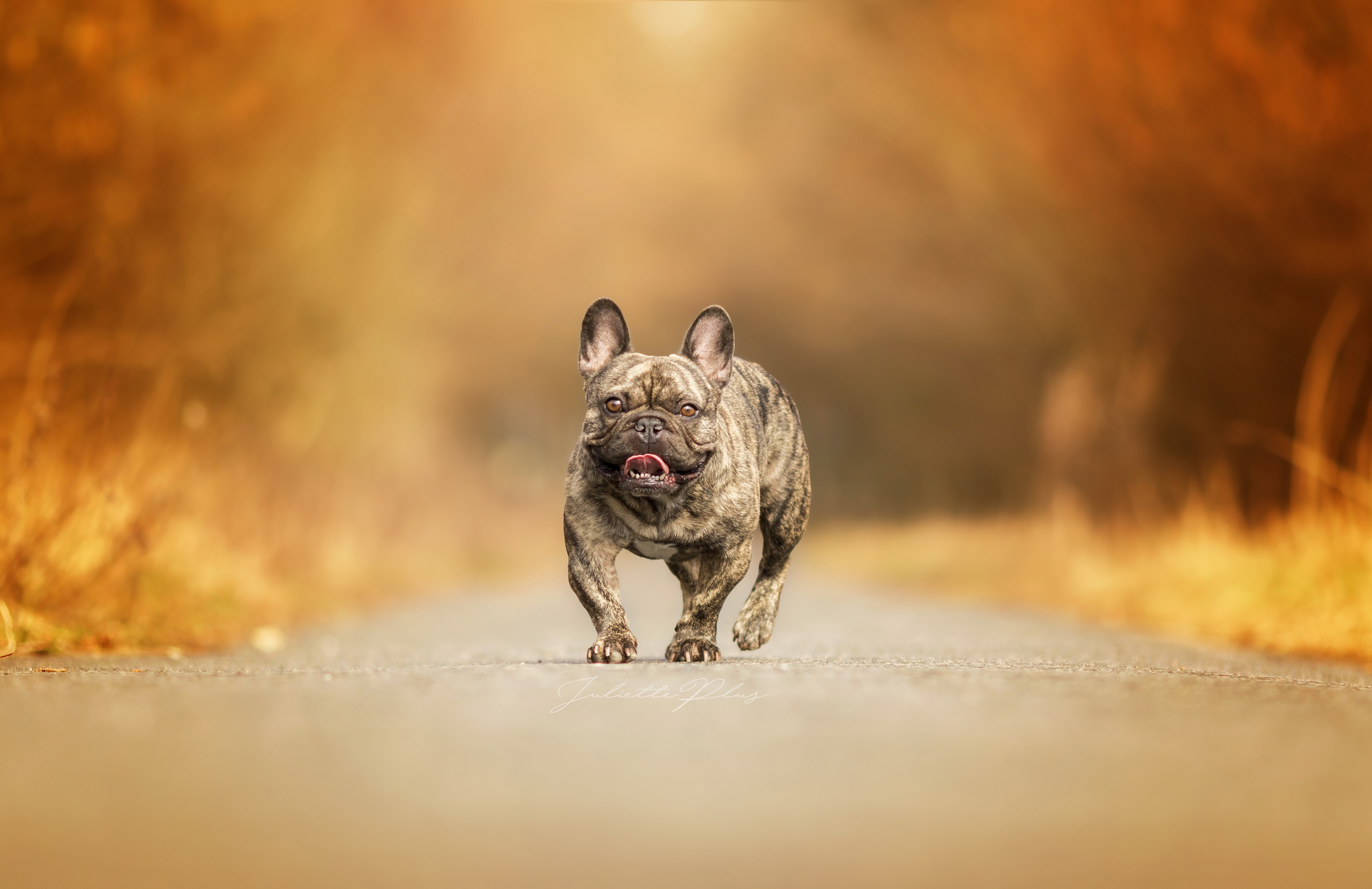 Depth Of Field Dog Animal French Bulldog HD Wallpaper