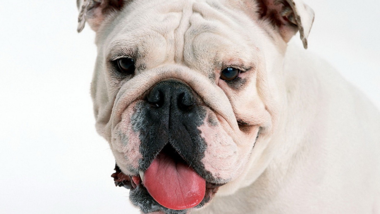English Bulldog muzzle Desktop wallpapers 1280x720