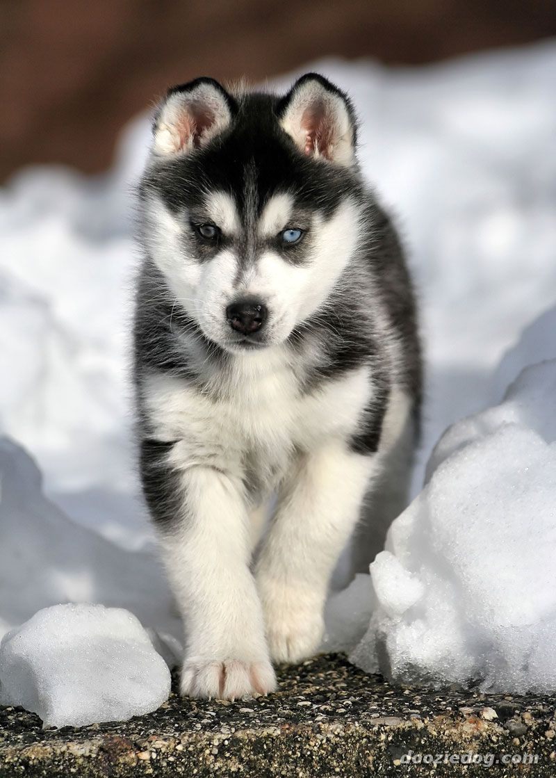 Siberian Husky True Winter Dog Plus Pets Dogs Cats Puppies