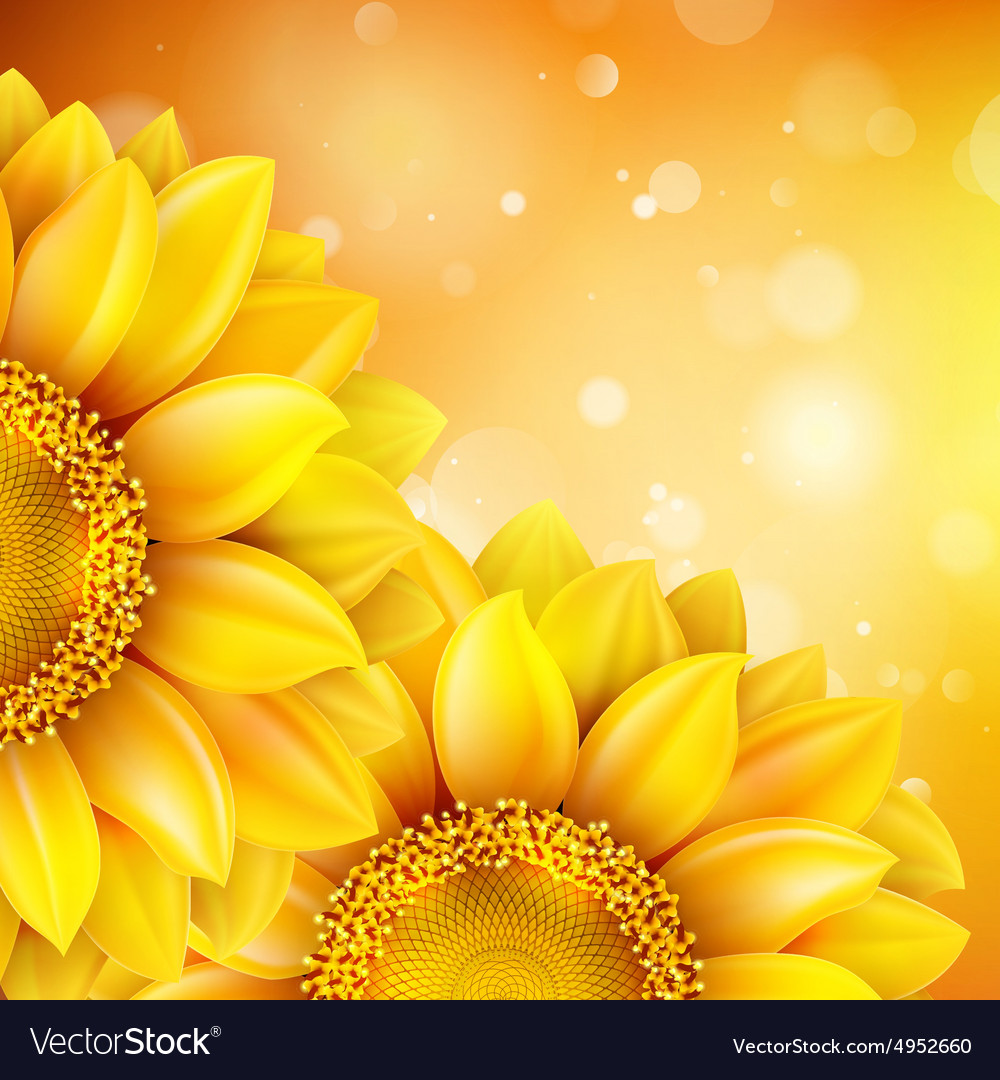 Macro Sunflower Background Eps Royalty Vector Image