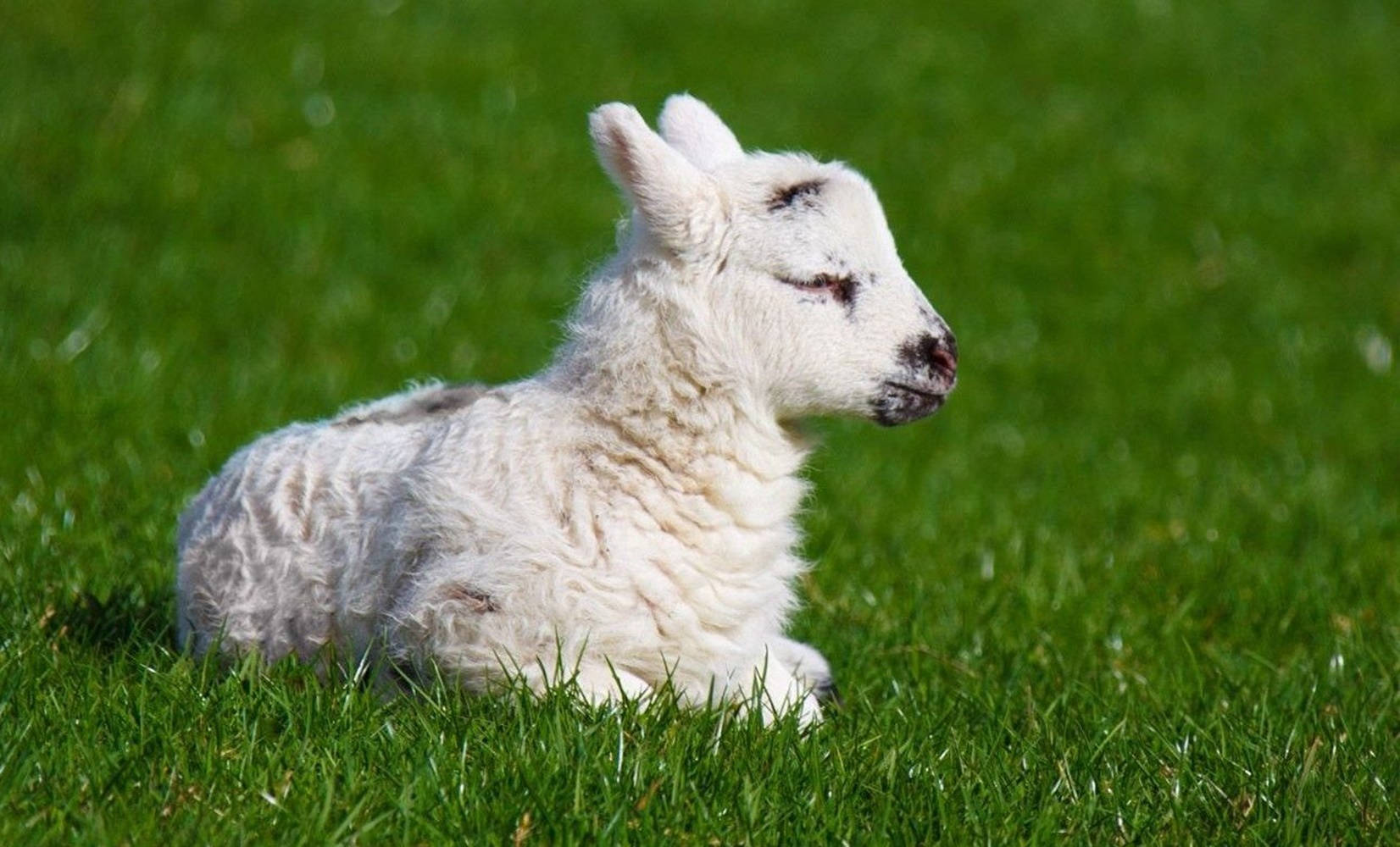 Lamb Side On The Grass Wallpaper