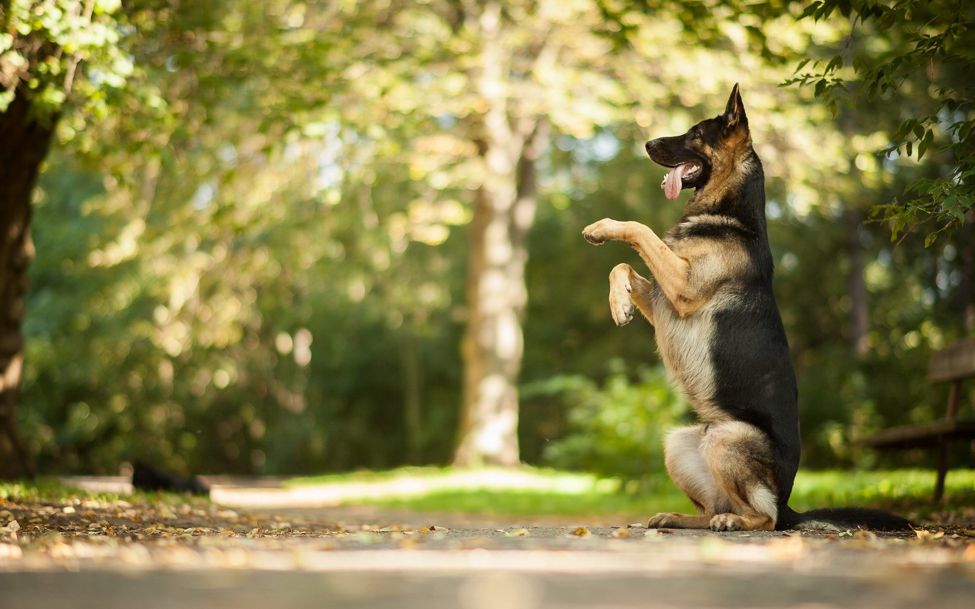 German Shepherd Wallpaper For Desktop