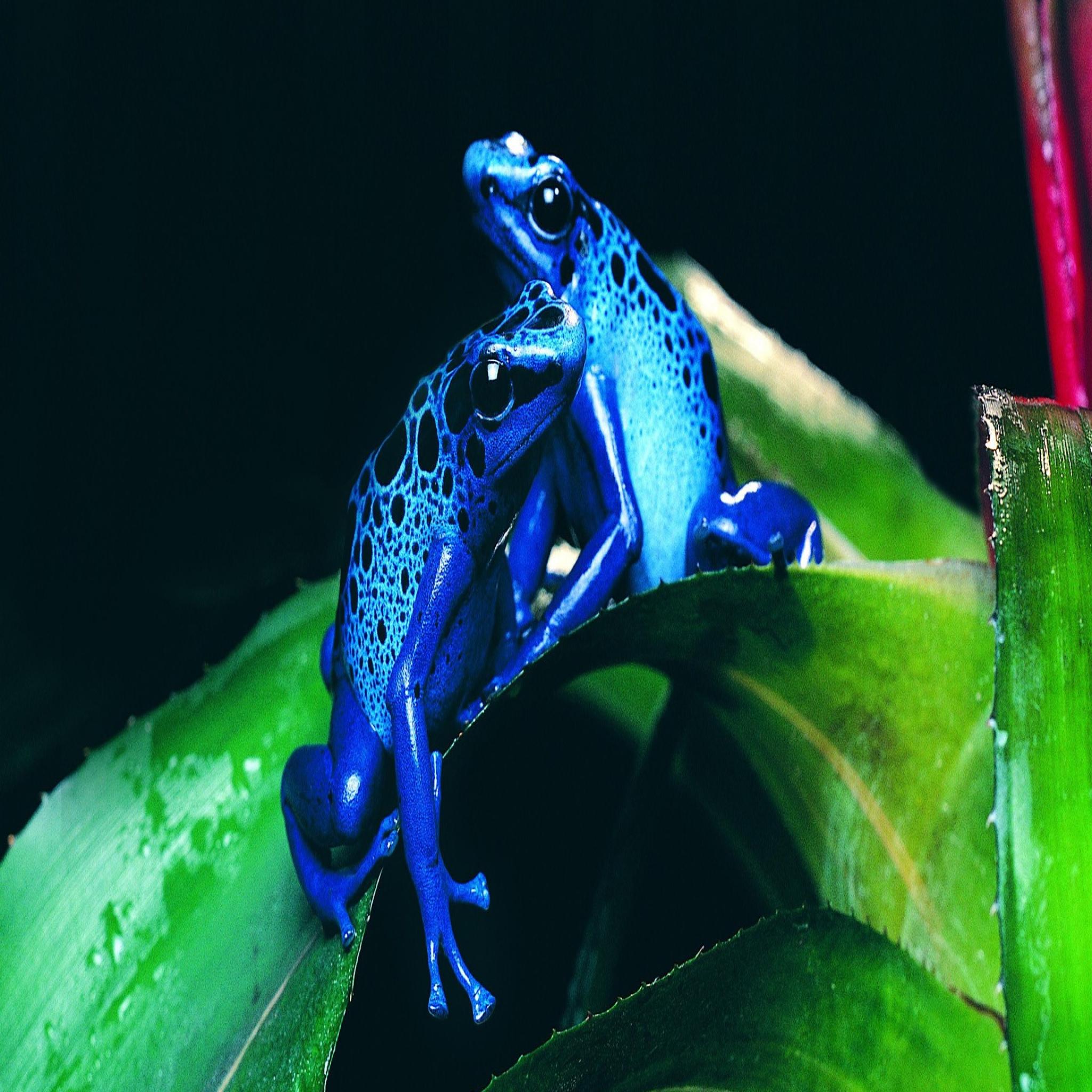 Frogs HD Wallpaper Animal