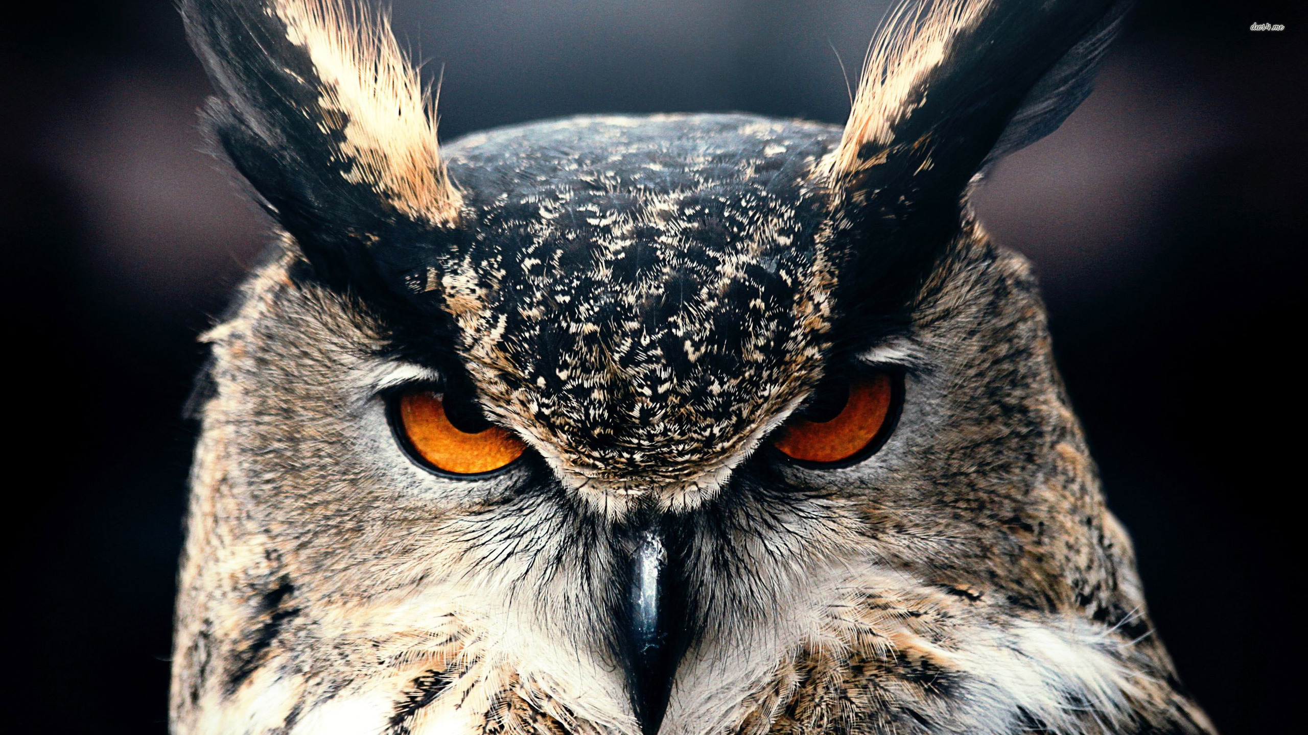 4K Owl Wallpaper - WallpaperSafari