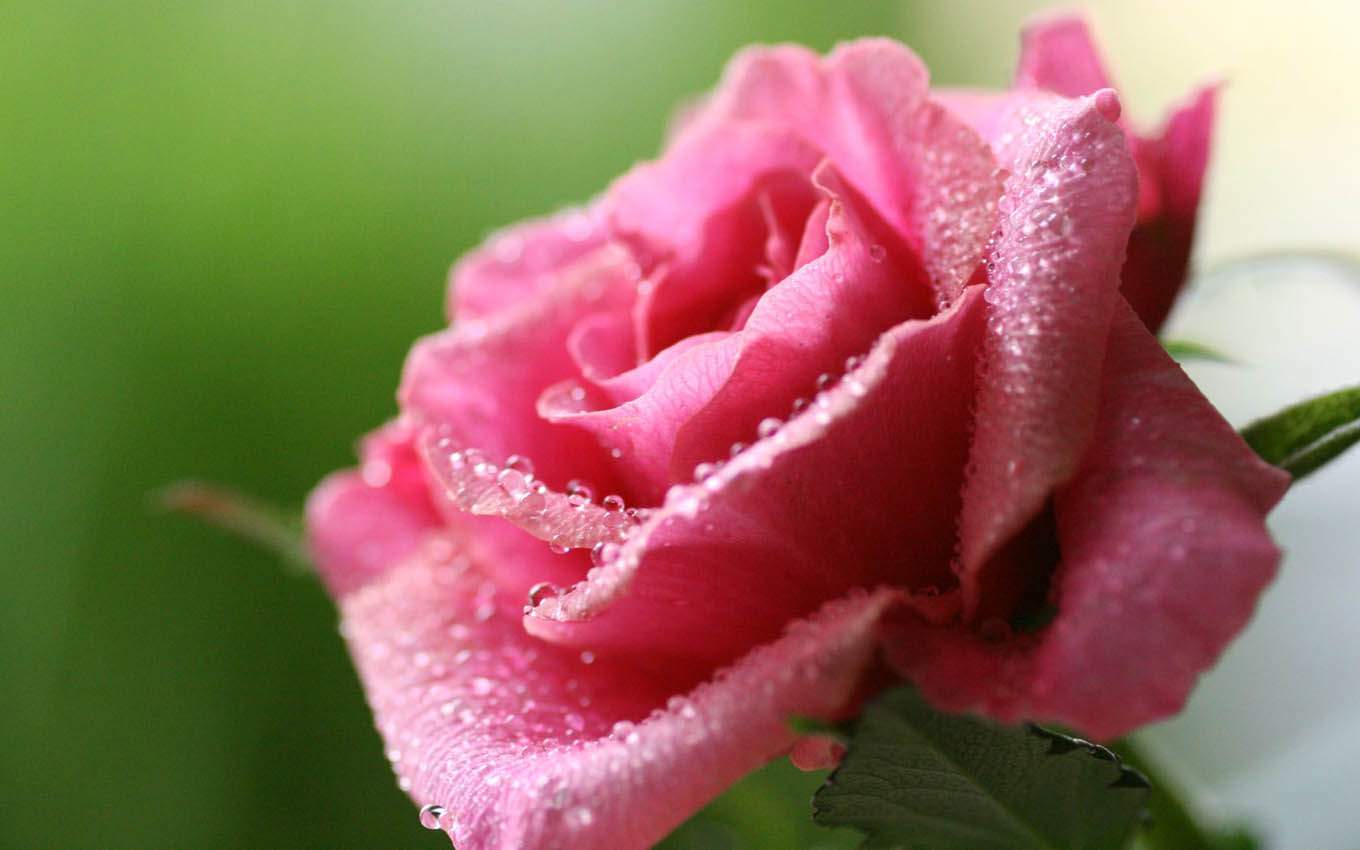 Beautiful Rose Flowers Pictures And Wallpapers74jjpg