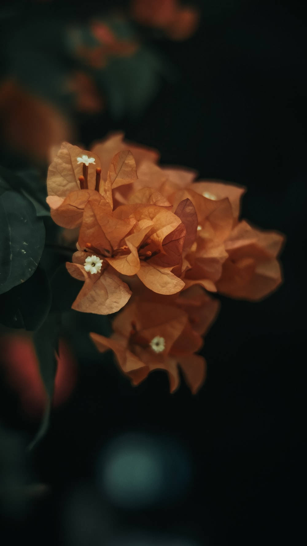 Dark Floral Background Wallpaper