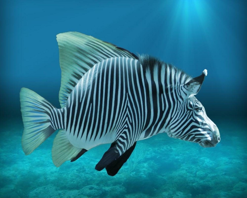Fish Zebra Stripes Wallpaper
