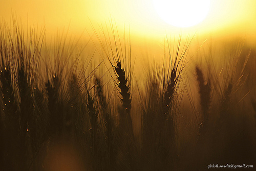 Wheat Crops In Silhouette With Sunset Background