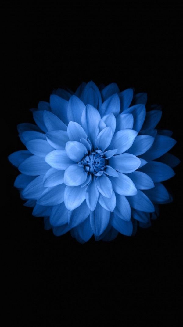 Image For iPhone 6s Blue Flower HD Wallpaper 19re In