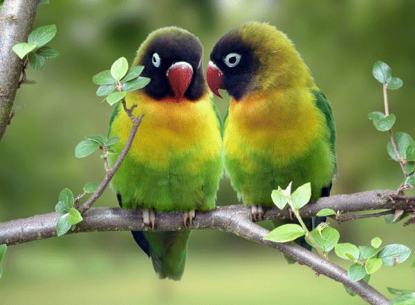 Love Birds Photos Image Imag Pictures