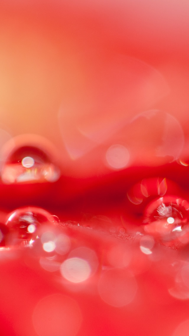 Beautiful Water Drops On A Red Flower iPhone 5s Wallpaper