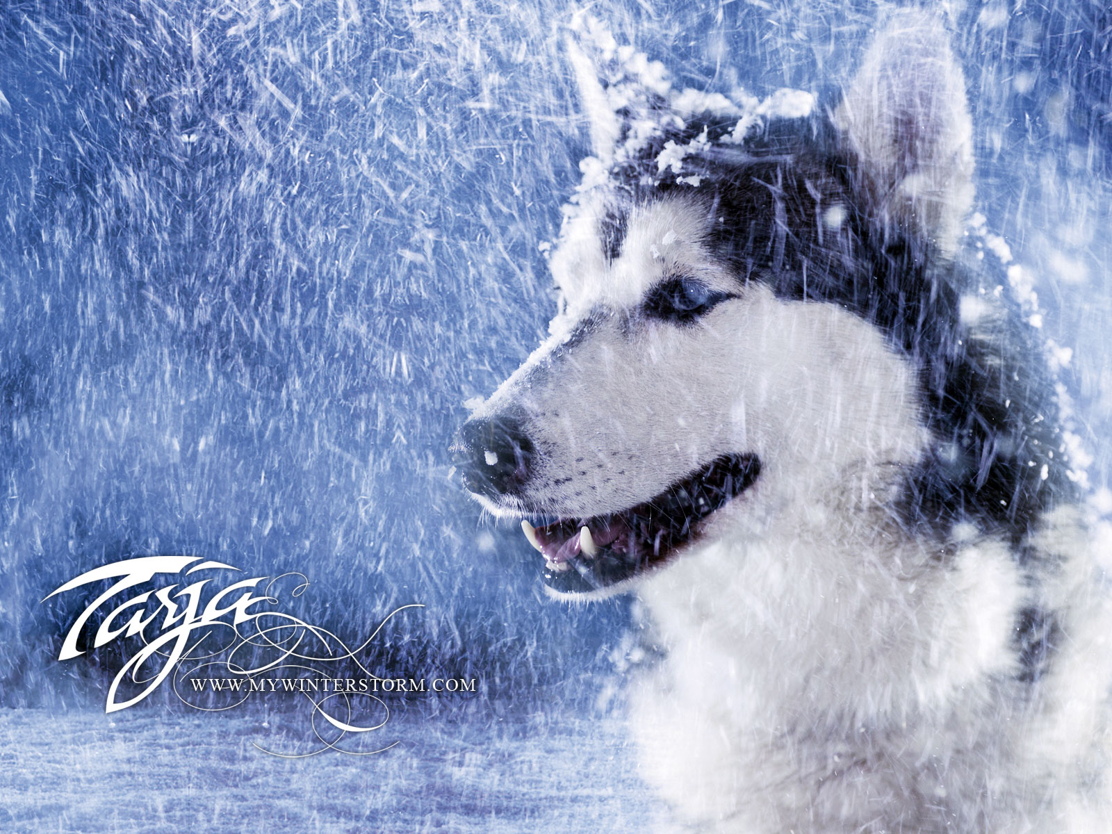 Wallpaper Wolf Snow Photo Winter For