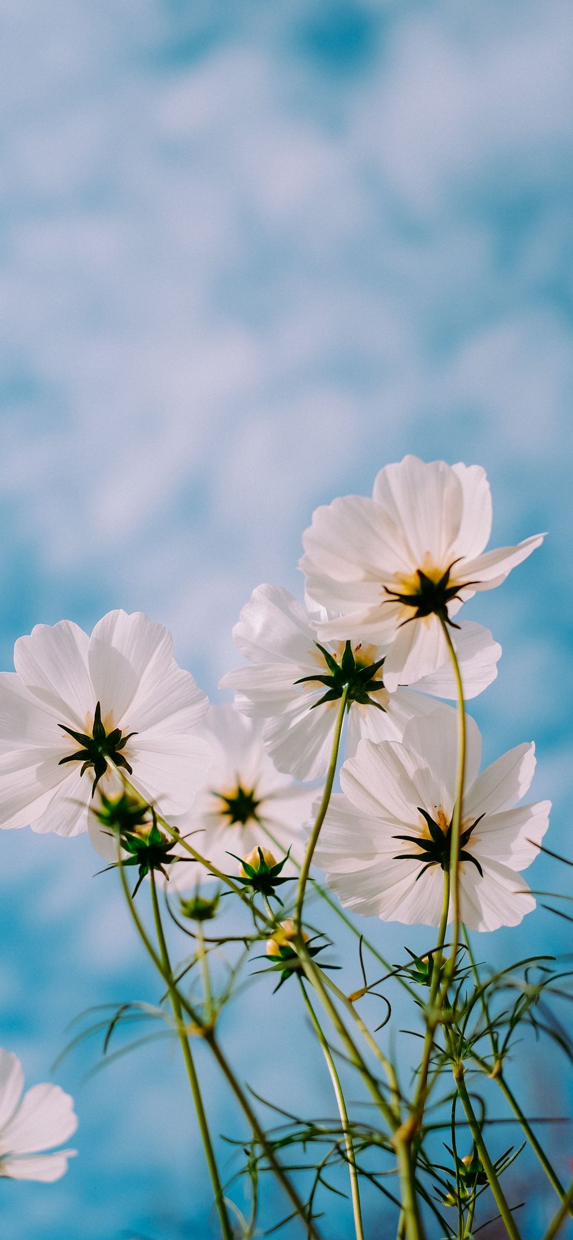 iPhone Flower Wallpaper