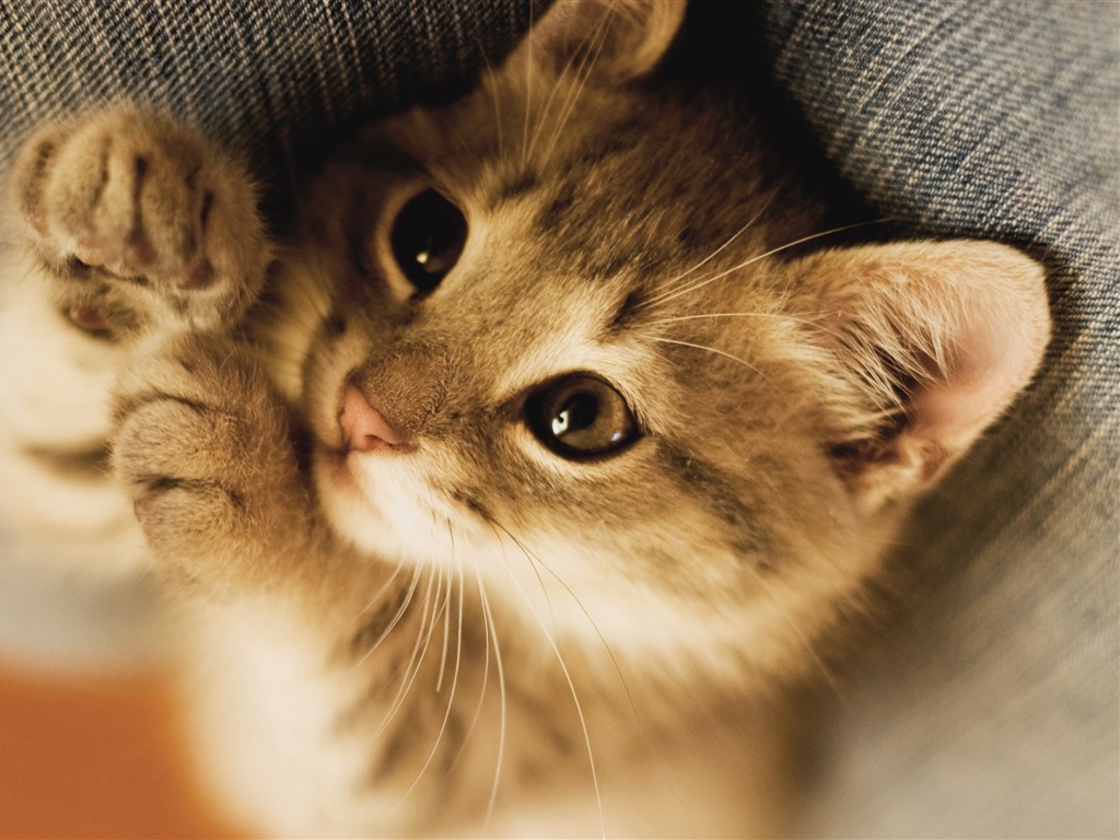 Cute Kitten Eyes Animal HD Wallpaper