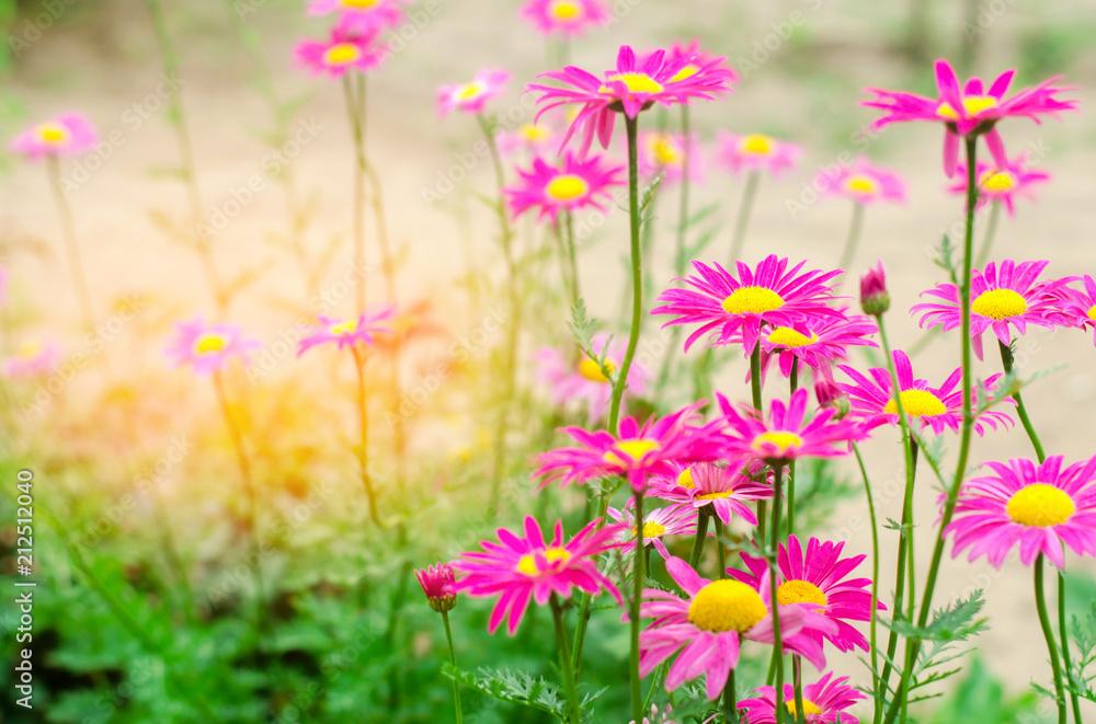 Pink Daisies In The Garden Natural Wallpaper Background For