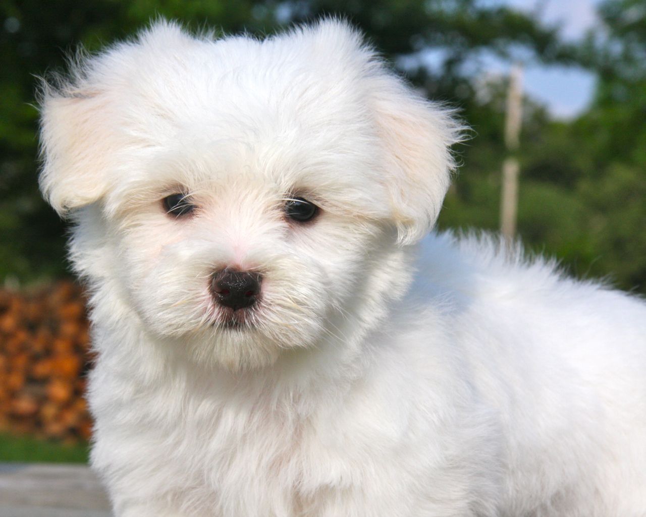 Maltese Puppies HD Wallpaper