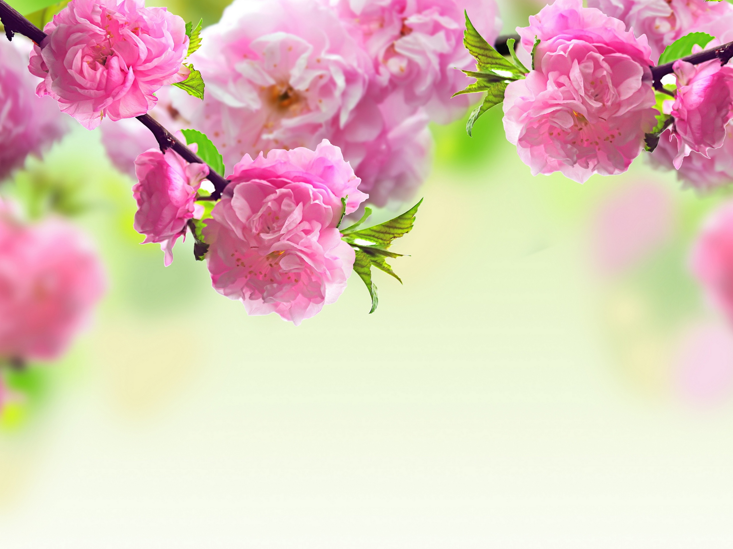 Cherry Blossoms For Mother S Day HD Wallpaper Background Image
