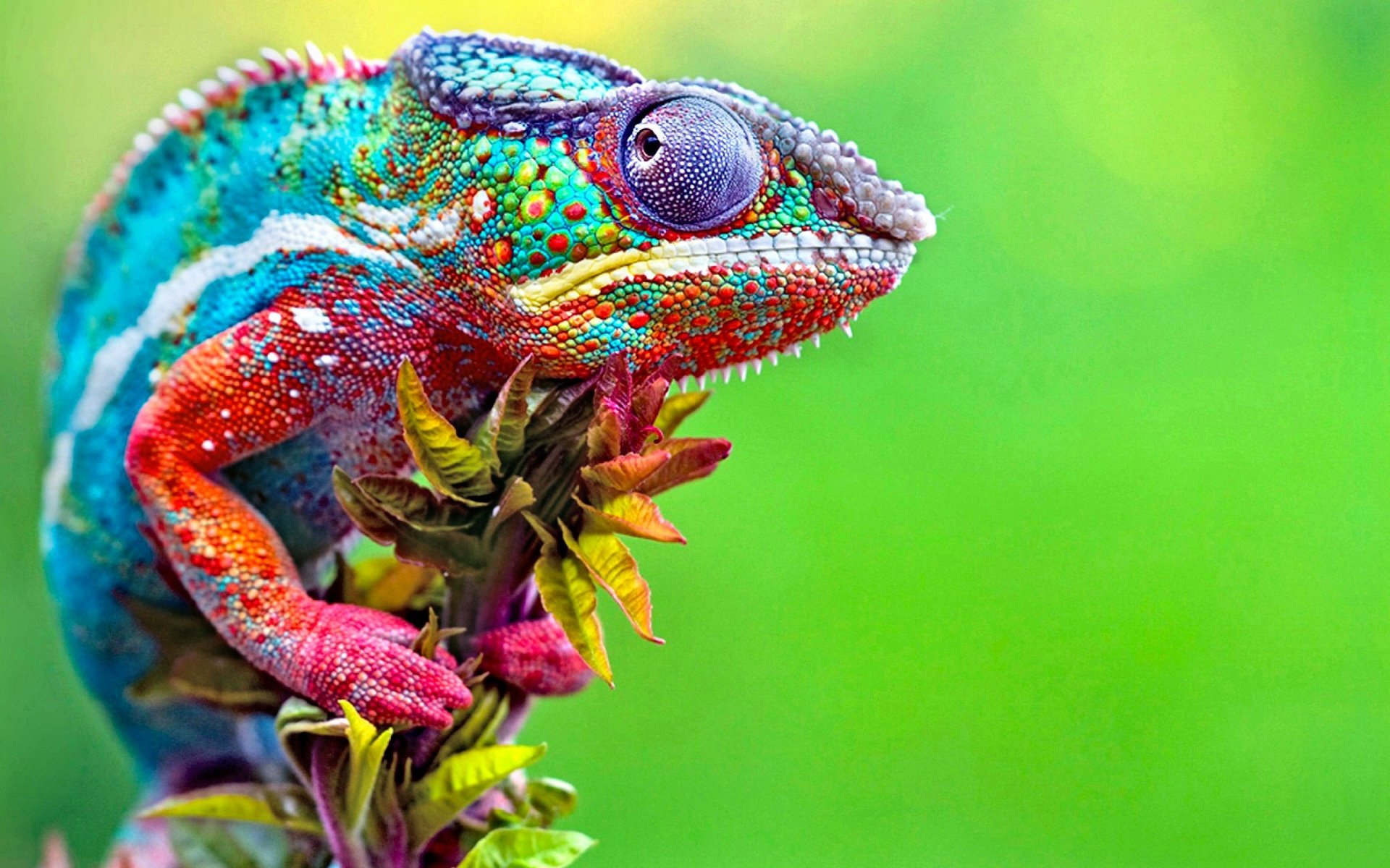 Chameleon HD Wallpaper Background Image