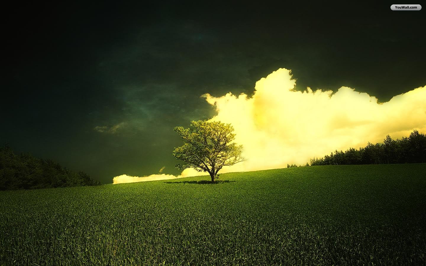 Youwall Lonely Tree Wallpaper