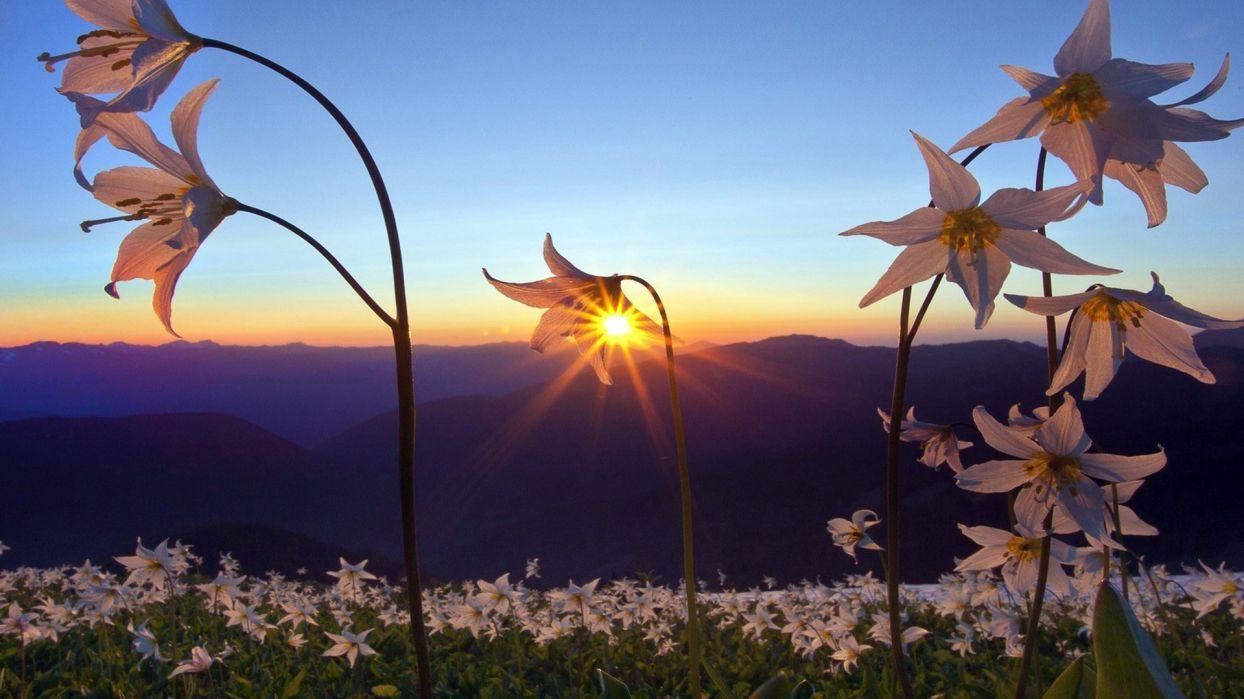 Nature Landscapes Fields Flowers Plants Mountains Sky Sunrise