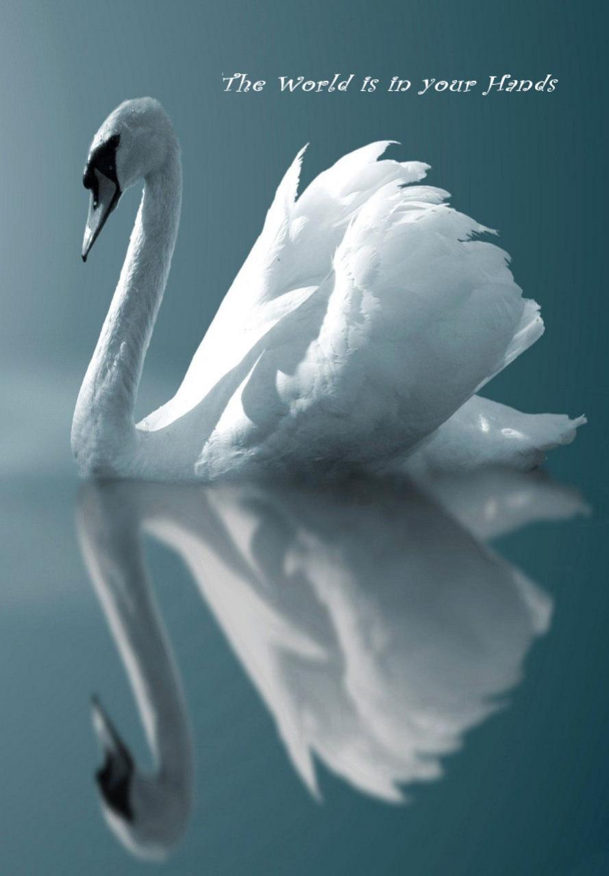 Beautiful Swan Galaxy S3 Wallpaper