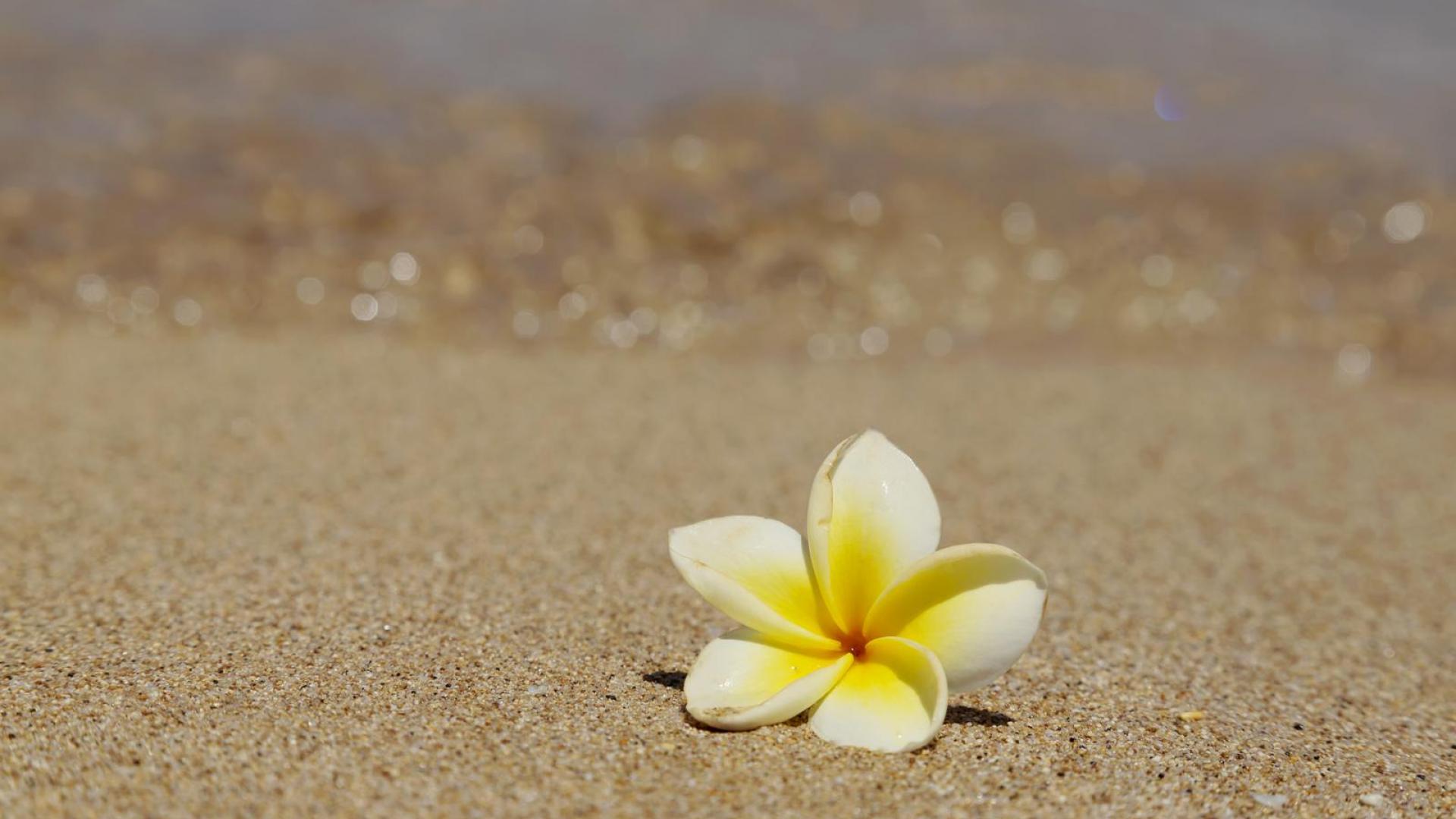 Beautiful frangipani plumeria tropical flower on sandy beach hawaii HQ