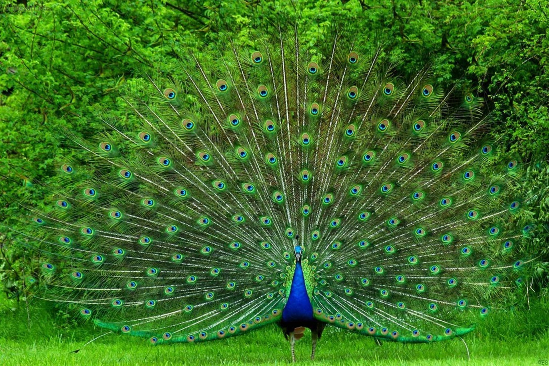 Difference Between Male And Female Peacocks Wallpaper